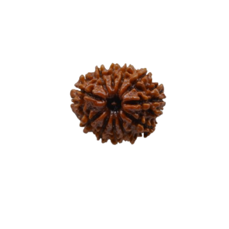 rudraksha 11 mukhi