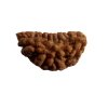 rudraksha 1 mukhi