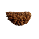 rudraksha 1 mukhi
