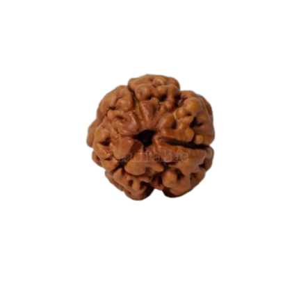 rudraksha 3 mukhi