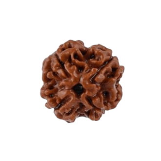 rudraksha 4 mukhi