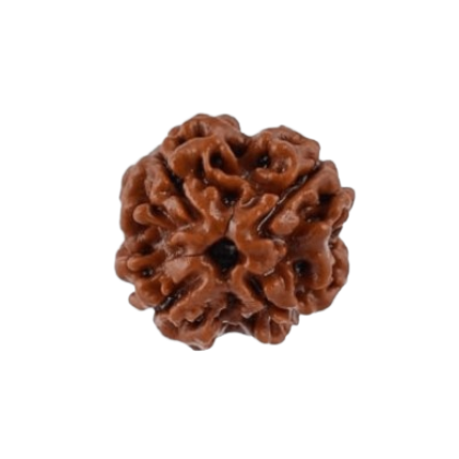 rudraksha 4 mukhi