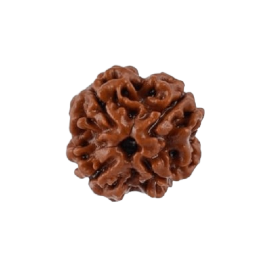 rudraksha 4 mukhi