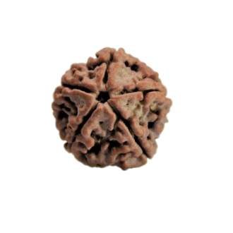 rudraksha 5 mukhi