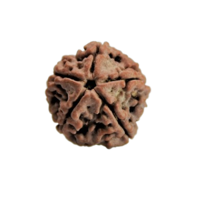 rudraksha 5 mukhi