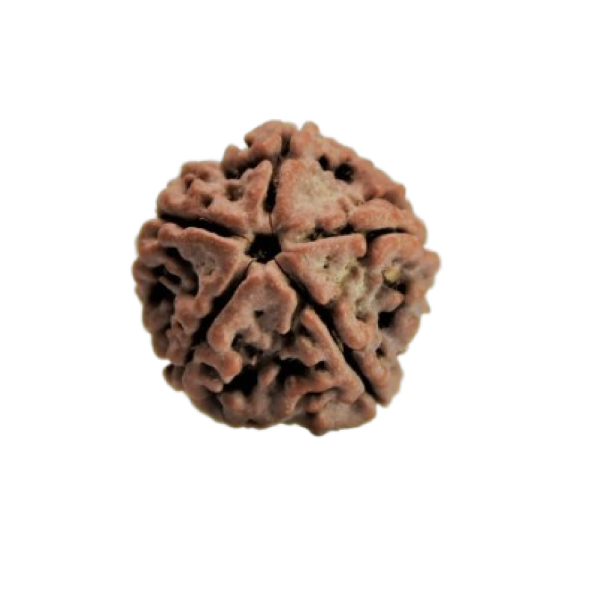 rudraksha 5 mukhi