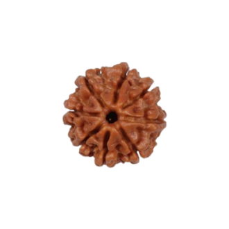 rudraksha 8 mukhi