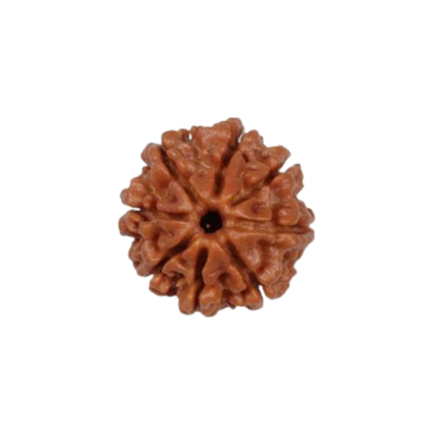 rudraksha 8 mukhi