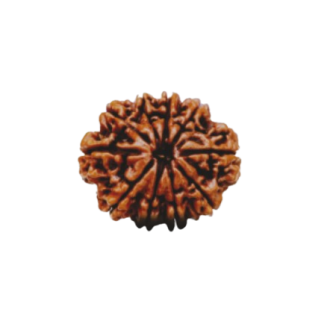 rudraksha 9 mukhi