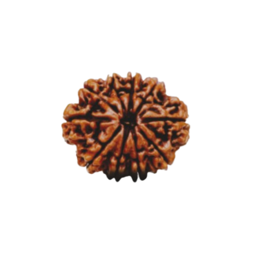 rudraksha 9 mukhi