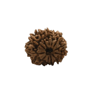 rudraksha 12 mukhi