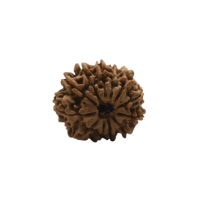 rudraksha 12 mukhi
