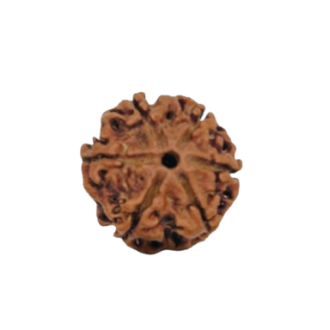 rudraksha 6 mukhi