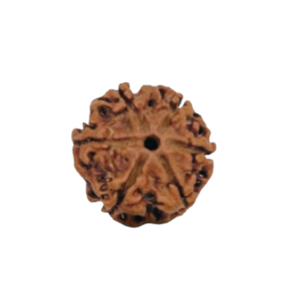 rudraksha 6 mukhi