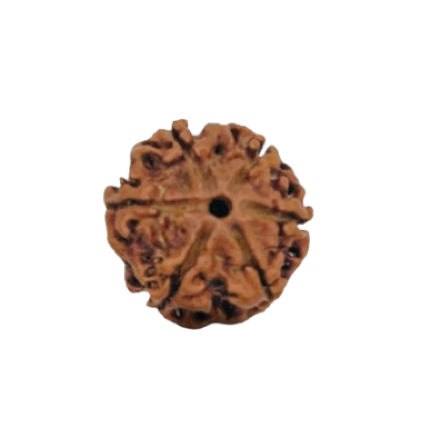 rudraksha 6 mukhi