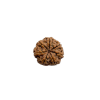 rudraksha 7 mukhi