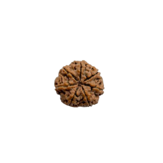 rudraksha 7 mukhi