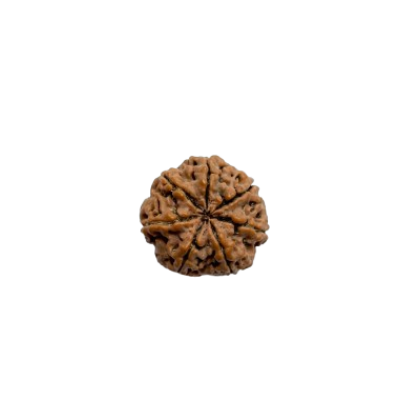 rudraksha 7 mukhi