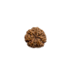 rudraksha 7 mukhi