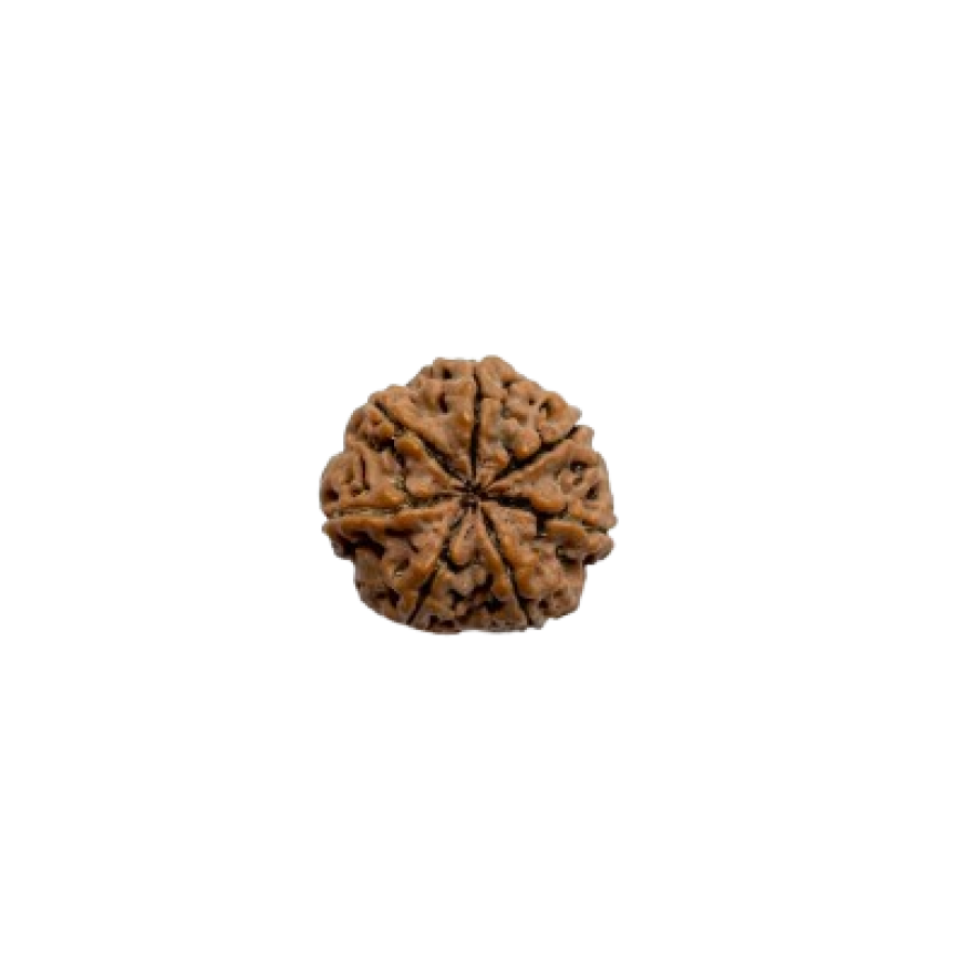rudraksha 7 mukhi
